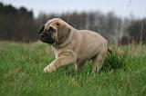 MASTIFF 146
